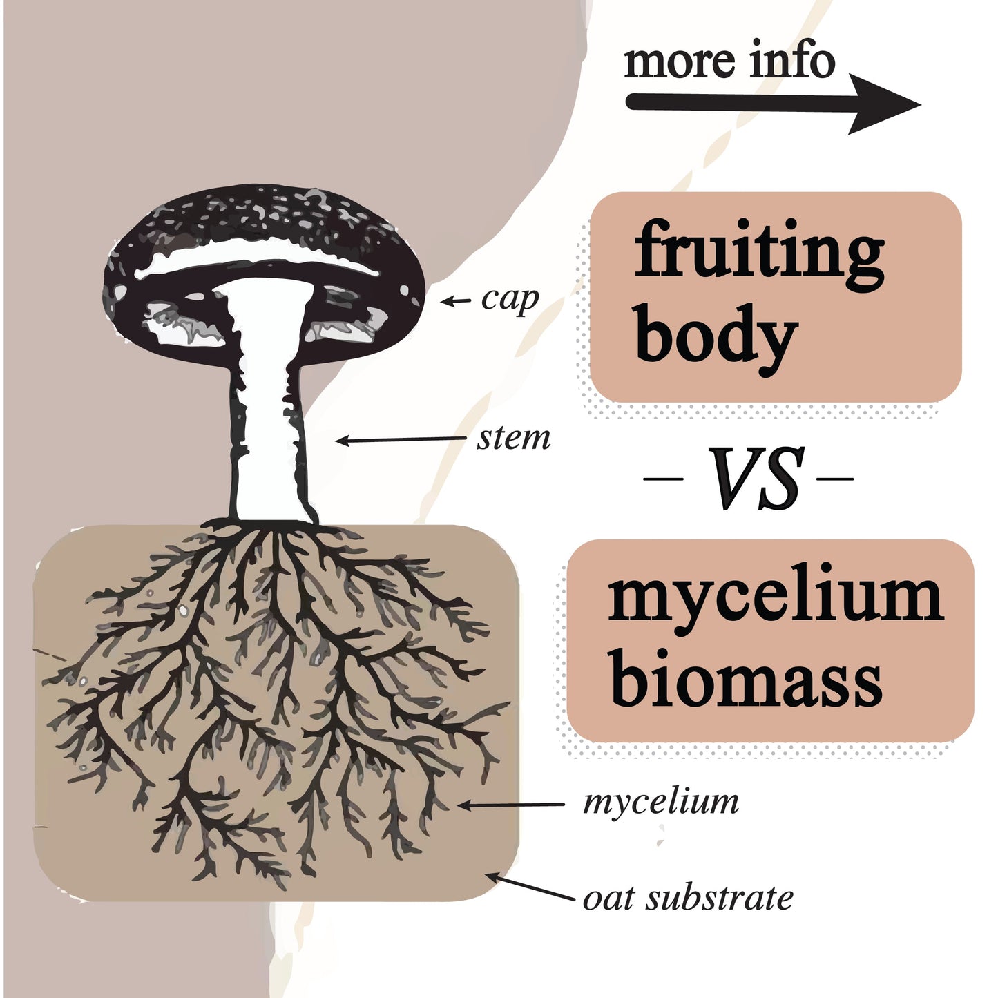A diagram compares Roots Apothecary’s adaptive cacao performance superfood’s fruiting body (cap and stem) to mycelium biomass (root-like network in oat substrate). Labels and arrows identify parts, with “more info” in the top right.