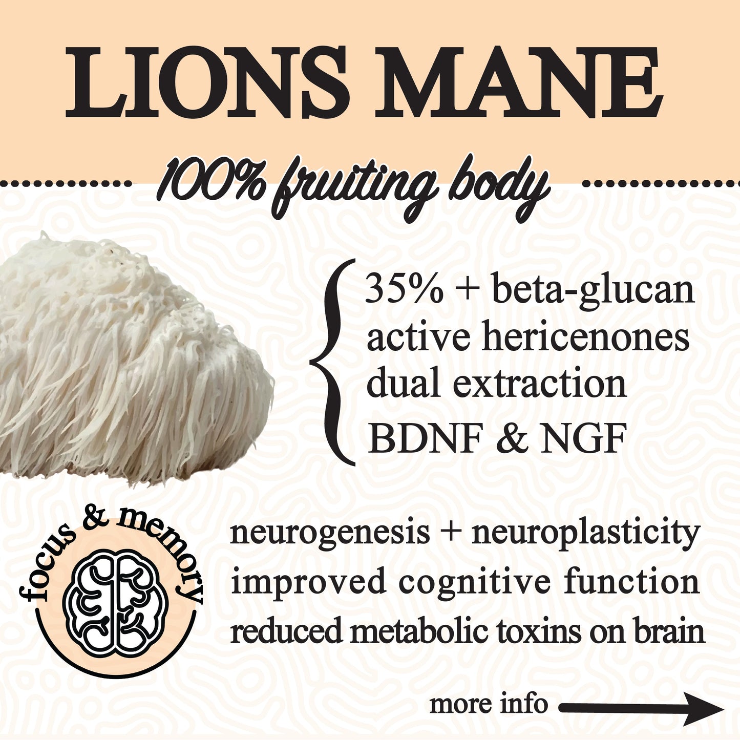 An image for Roots Apothecary adaptive cacao. performance superfood. features 100% fruiting body Lion’s Mane with a white, shaggy mushroom. Benefits: 35%+ beta-glucan, dual extraction, neurogenesis—ideal for any superfood cacao or adaptogen drink.